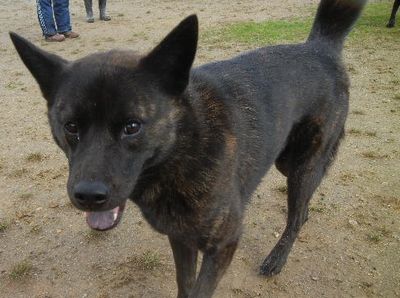welina-dogpark