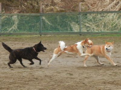 welina-dogpark