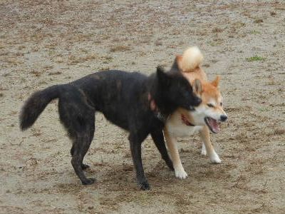 welina-dogpark