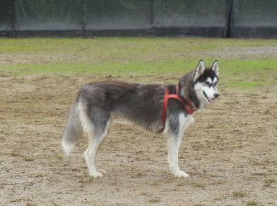 welina-dogpark