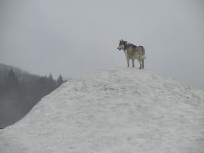 welina-dogpark