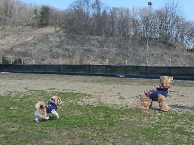 welina-dogpark