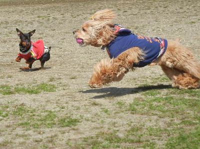 welina-dogpark