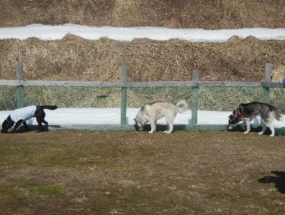 welina-dogpark