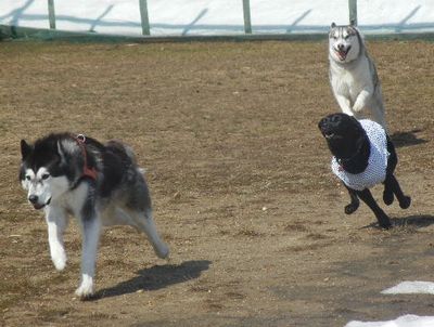 welina-dogpark