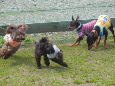 welina-dogpark