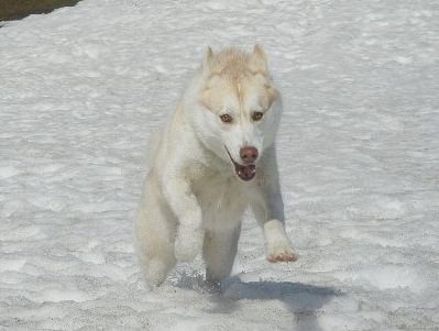 welina-dogpark