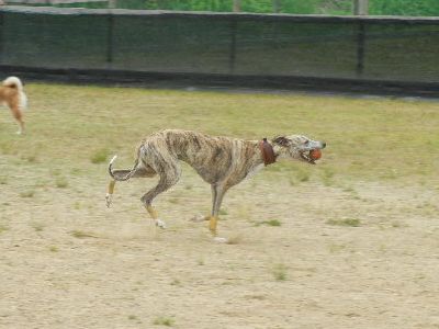 welina-dogpark