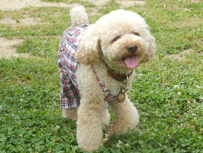 welina-dogpark