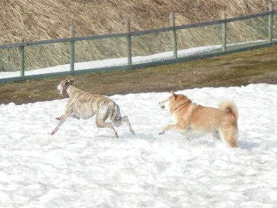 welina-dogpark