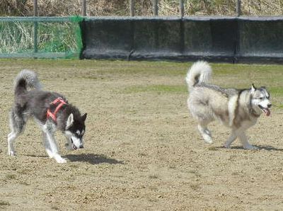 welina-dogpark