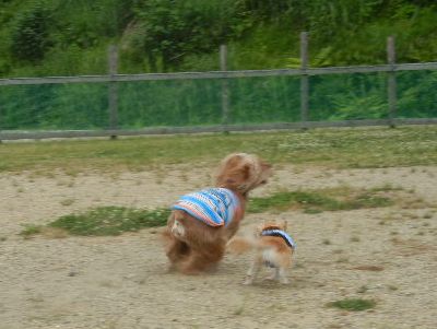 welina-dogpark