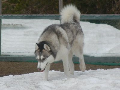 welina-dogpark