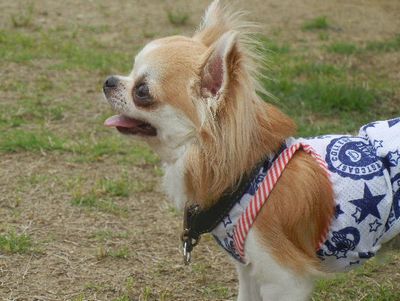 welina-dogpark