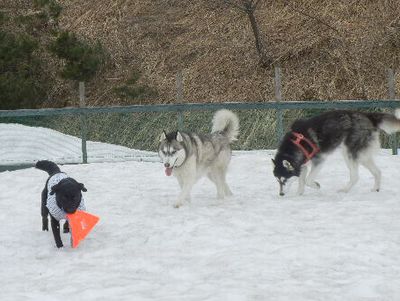 welina-dogpark