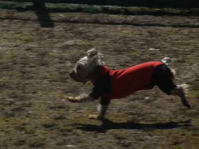 welina-dogpark
