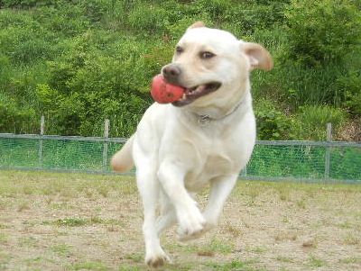 welina-dogpark