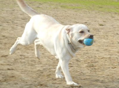 welina-dogpark