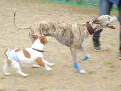 welina-dogpark