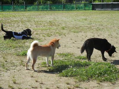 welina-dogpark