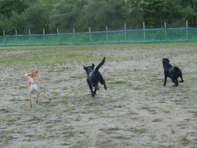 welina-dogpark