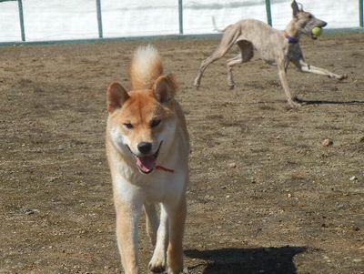 welina-dogpark