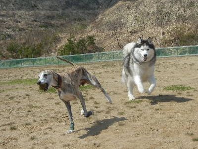 welina-dogpark