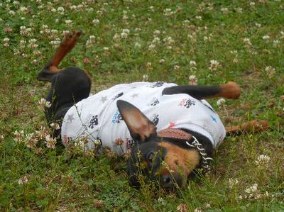 welina-dogpark