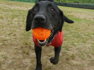 welina-dogpark