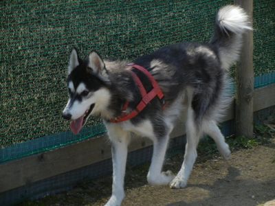 welina-dogparkD