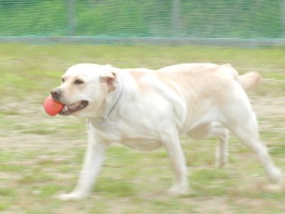 welina-dogpark