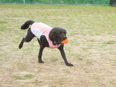 welina-dogpark
