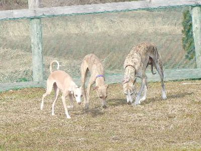 welina-dogpark