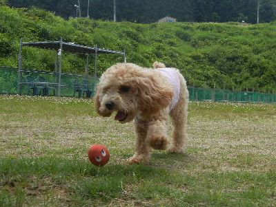 welina-dogpark