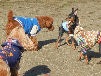 welina-dogpark