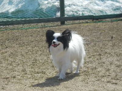 welina-dogpark