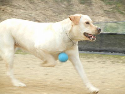 welina-dogpark