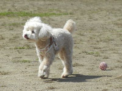 welina-dogpark