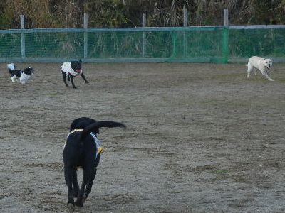 welina-dogpark