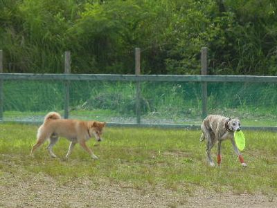 welina-dogpark