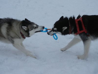 welina-dogpark