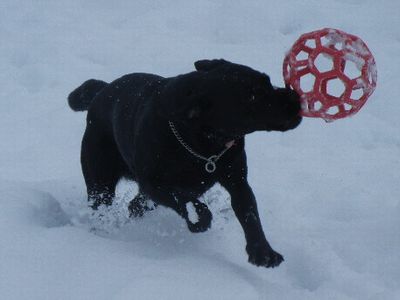 welina-dogpark