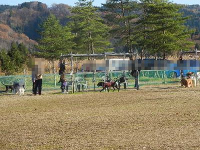 welina-dogpark