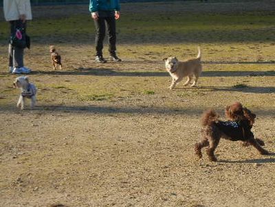 welina-dogpark