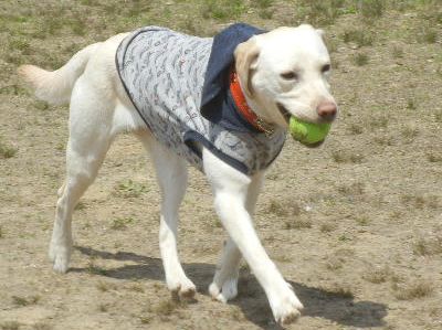 welina-dogpark