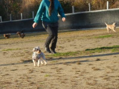 welina-dogpark