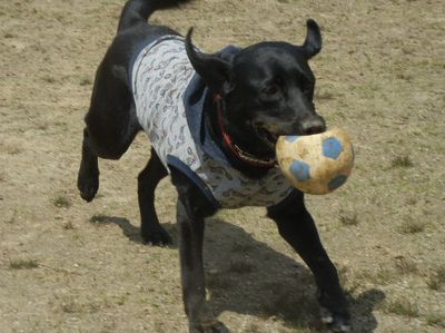 welina-dogpark