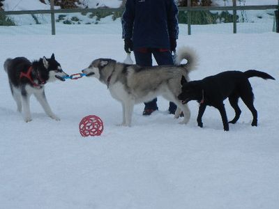 welina-dogpark