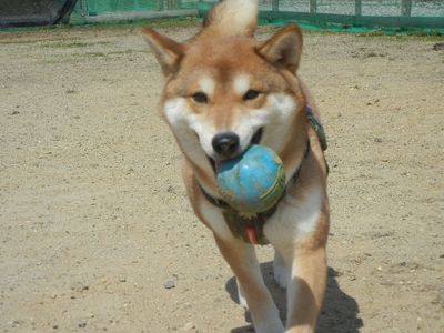 welina-dogpark