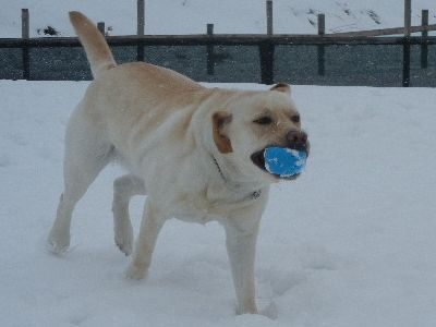 welina-dogpark